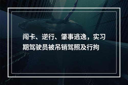 闯卡、逆行、肇事逃逸，实习期驾驶员被吊销驾照及行拘