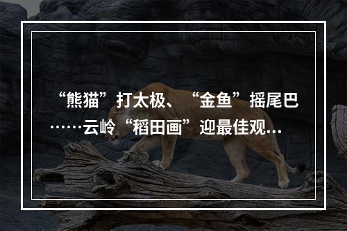 “熊猫”打太极、“金鱼”摇尾巴……云岭“稻田画”迎最佳观赏季