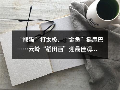 “熊猫”打太极、“金鱼”摇尾巴……云岭“稻田画”迎最佳观赏季