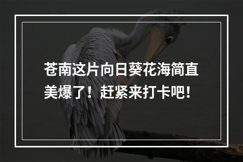 苍南这片向日葵花海简直美爆了！赶紧来打卡吧！