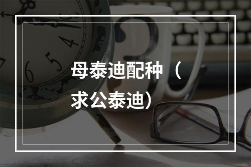 母泰迪配种（求公泰迪）