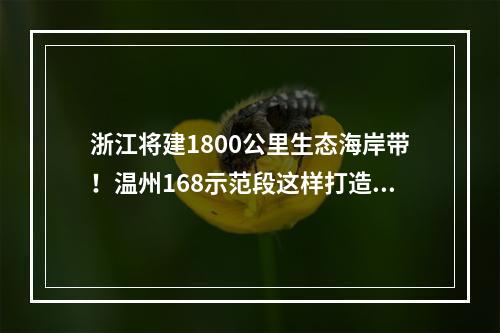 浙江将建1800公里生态海岸带！温州168示范段这样打造→