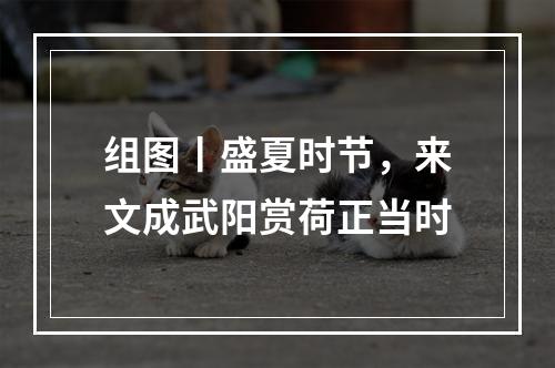 组图丨盛夏时节，来文成武阳赏荷正当时