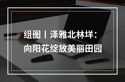 组图丨泽雅北林垟：向阳花绽放美丽田园