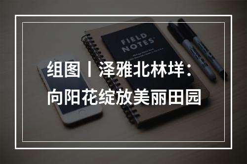 组图丨泽雅北林垟：向阳花绽放美丽田园