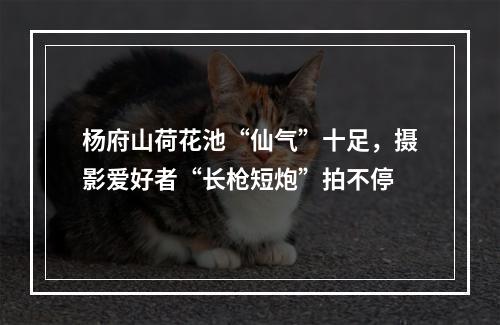 杨府山荷花池“仙气”十足，摄影爱好者“长枪短炮”拍不停