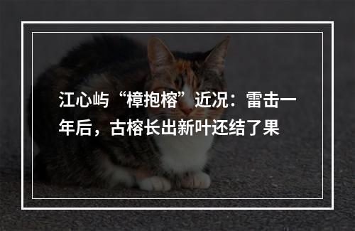江心屿“樟抱榕”近况：雷击一年后，古榕长出新叶还结了果