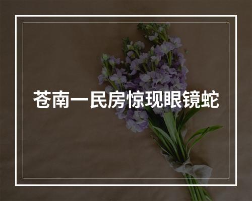 苍南一民房惊现眼镜蛇