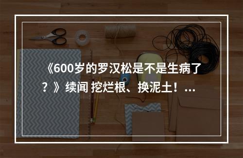 《600岁的罗汉松是不是生病了？》续闻 挖烂根、换泥土！农林大学专家现场开“药方”