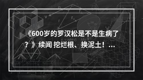 《600岁的罗汉松是不是生病了？》续闻 挖烂根、换泥土！农林大学专家现场开“药方”