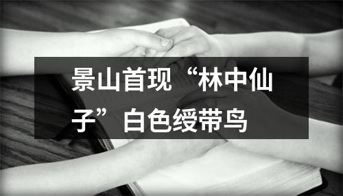 景山首现“林中仙子”白色绶带鸟