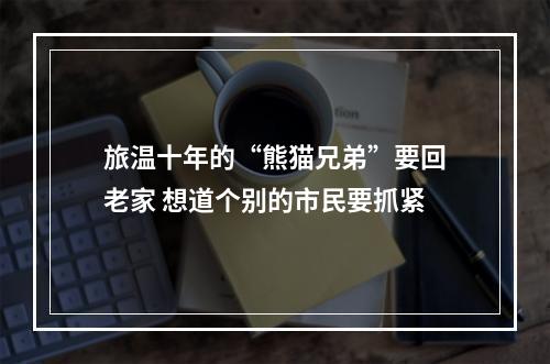 旅温十年的“熊猫兄弟”要回老家 想道个别的市民要抓紧