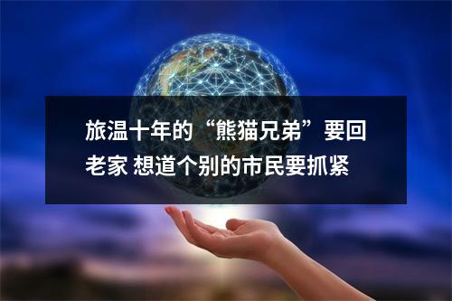 旅温十年的“熊猫兄弟”要回老家 想道个别的市民要抓紧