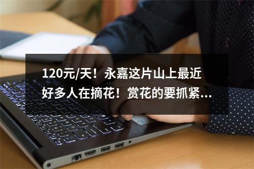 120元/天！永嘉这片山上最近好多人在摘花！赏花的要抓紧咯！