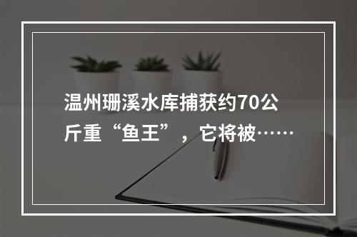 温州珊溪水库捕获约70公斤重“鱼王”，它将被……