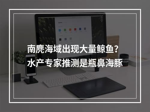 南麂海域出现大量鲸鱼？水产专家推测是瓶鼻海豚