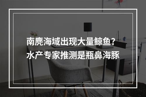 南麂海域出现大量鲸鱼？水产专家推测是瓶鼻海豚