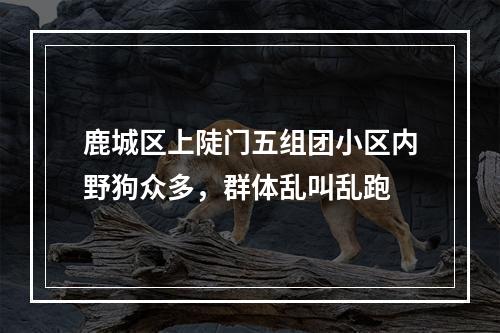 鹿城区上陡门五组团小区内野狗众多，群体乱叫乱跑