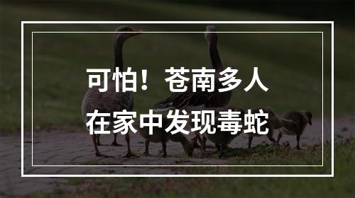 可怕！苍南多人在家中发现毒蛇