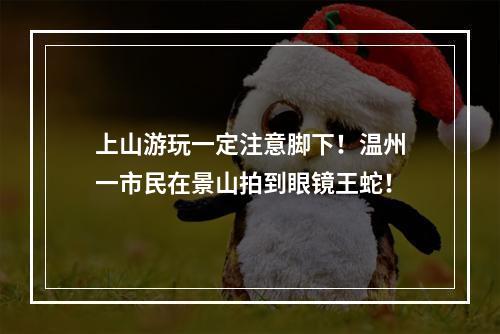 上山游玩一定注意脚下！温州一市民在景山拍到眼镜王蛇！
