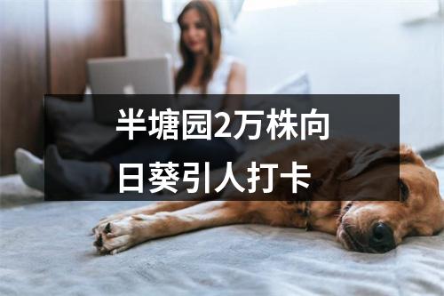 半塘园2万株向日葵引人打卡