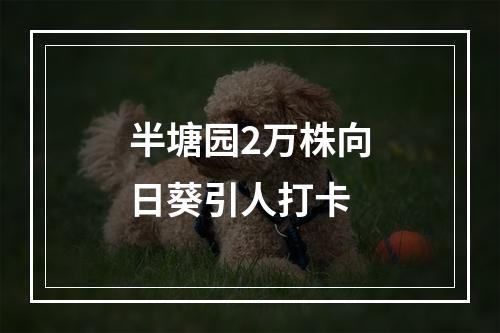 半塘园2万株向日葵引人打卡
