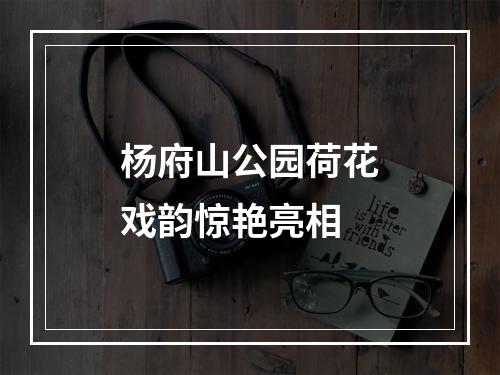 杨府山公园荷花戏韵惊艳亮相