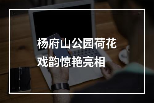 杨府山公园荷花戏韵惊艳亮相