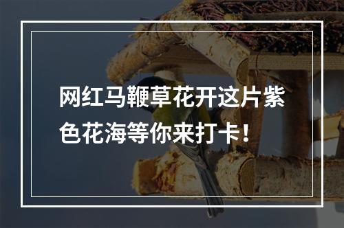 网红马鞭草花开这片紫色花海等你来打卡！