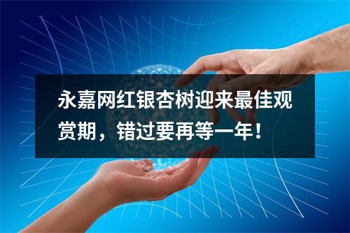 永嘉网红银杏树迎来最佳观赏期，错过要再等一年！