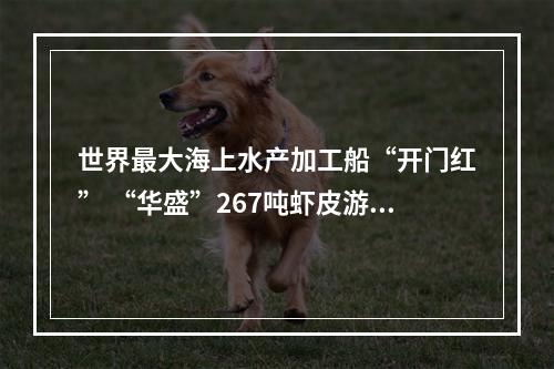 世界最大海上水产加工船“开门红” “华盛”267吨虾皮游上岸