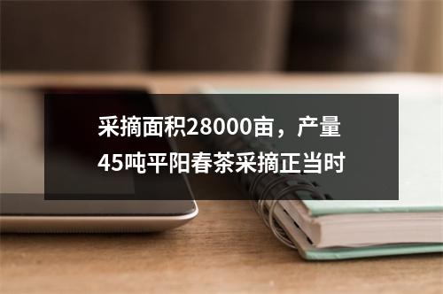 采摘面积28000亩，产量45吨平阳春茶采摘正当时