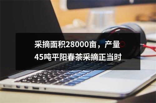 采摘面积28000亩，产量45吨平阳春茶采摘正当时