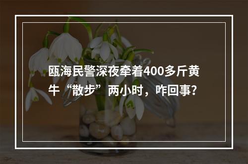 瓯海民警深夜牵着400多斤黄牛“散步”两小时，咋回事？