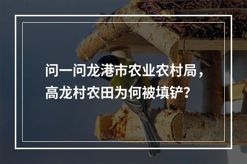问一问龙港市农业农村局，高龙村农田为何被填铲？