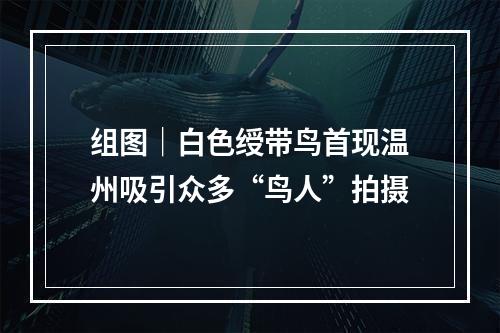 组图｜白色绶带鸟首现温州吸引众多“鸟人”拍摄
