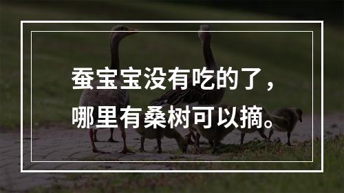 蚕宝宝没有吃的了，哪里有桑树可以摘。