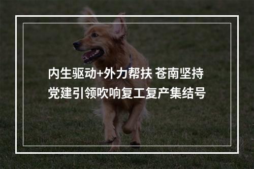 内生驱动+外力帮扶 苍南坚持党建引领吹响复工复产集结号