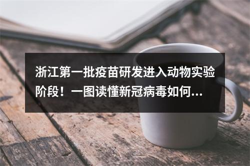 浙江第一批疫苗研发进入动物实验阶段！一图读懂新冠病毒如何侵染人体