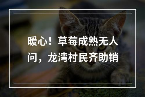 暖心！草莓成熟无人问，龙湾村民齐助销