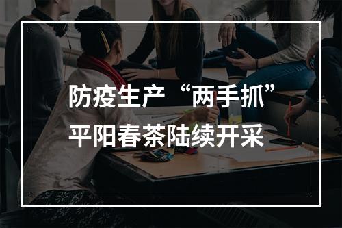 防疫生产“两手抓”平阳春茶陆续开采