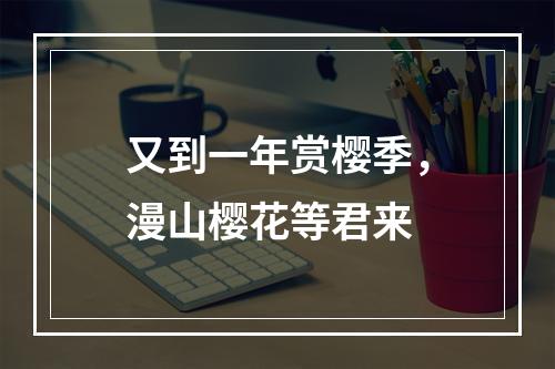 又到一年赏樱季，漫山樱花等君来