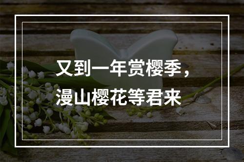 又到一年赏樱季，漫山樱花等君来