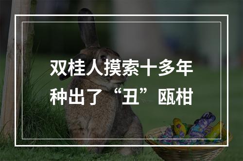 双桂人摸索十多年种出了“丑”瓯柑