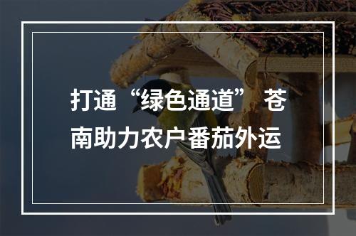打通“绿色通道” 苍南助力农户番茄外运