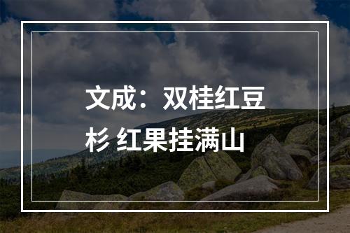 文成：双桂红豆杉 红果挂满山