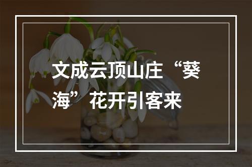 文成云顶山庄“葵海”花开引客来