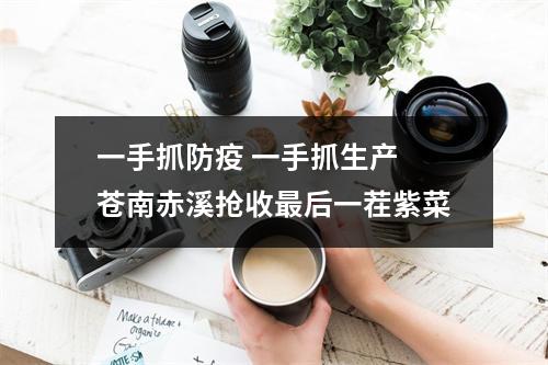 一手抓防疫 一手抓生产 苍南赤溪抢收最后一茬紫菜