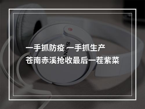 一手抓防疫 一手抓生产 苍南赤溪抢收最后一茬紫菜