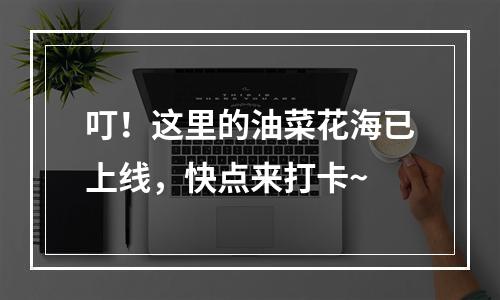 叮！这里的油菜花海已上线，快点来打卡~